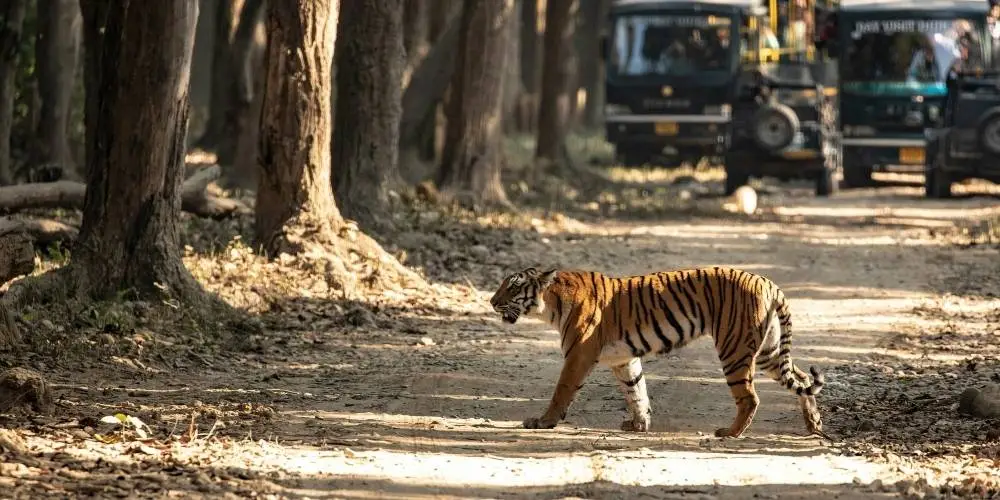 Jim Corbett