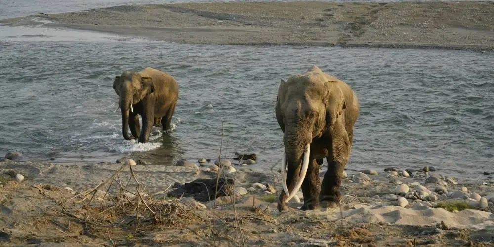 Elephants in Jim Corbett