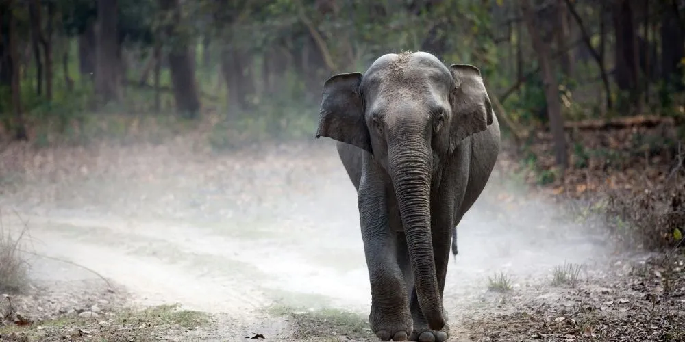 Dhikala Zone Safari