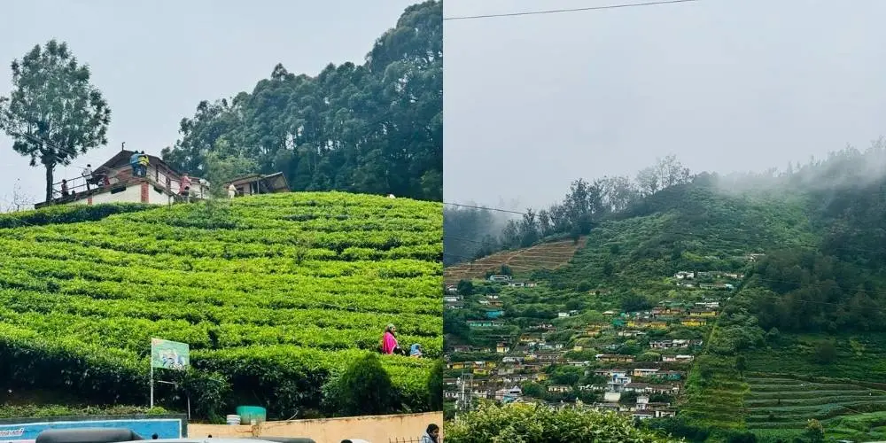 ऊटी