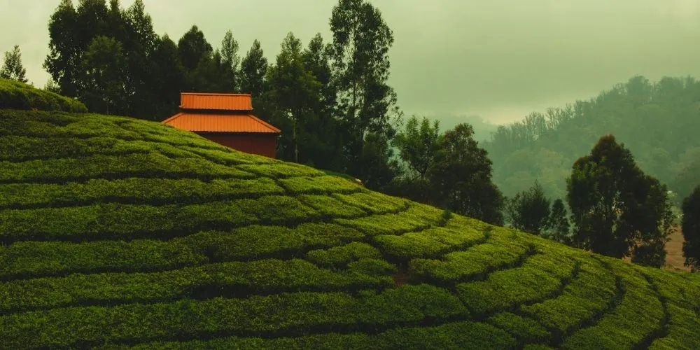 Ooty