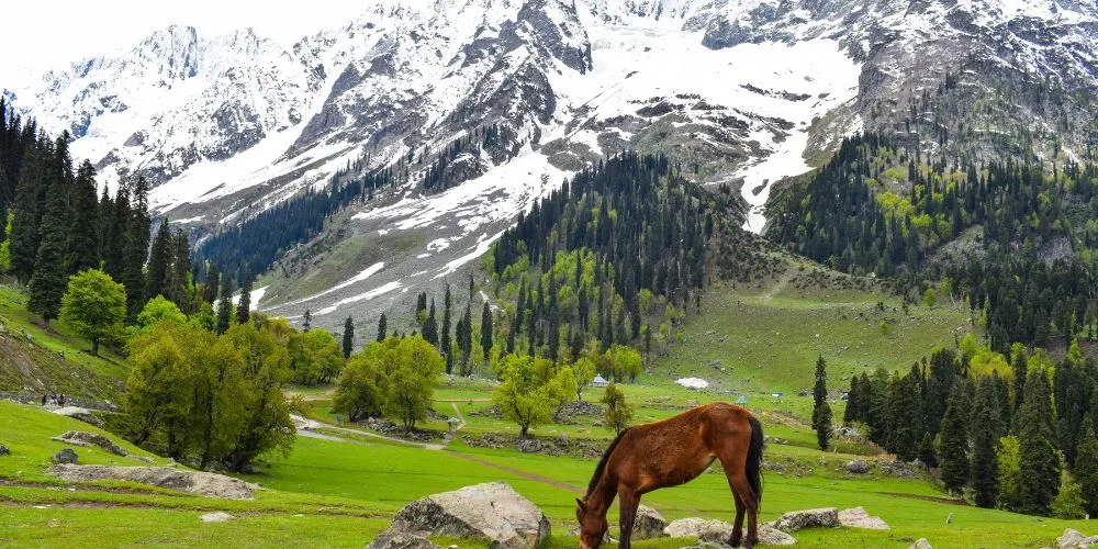 Sonmarg