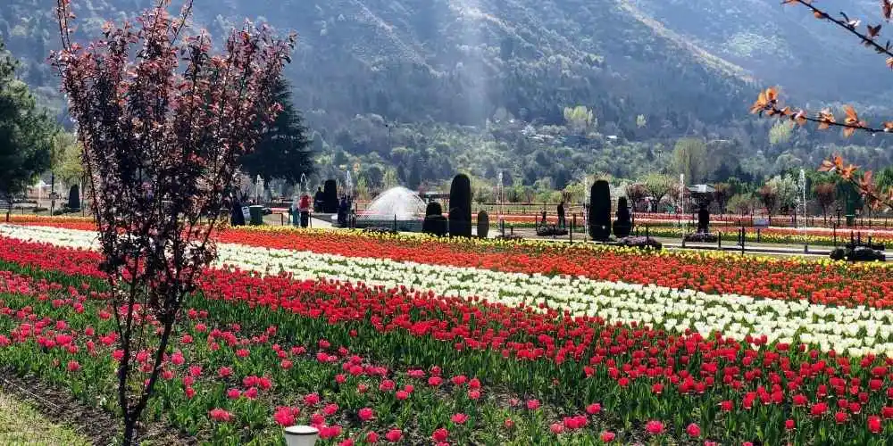 Tulip Garden, Srinagar