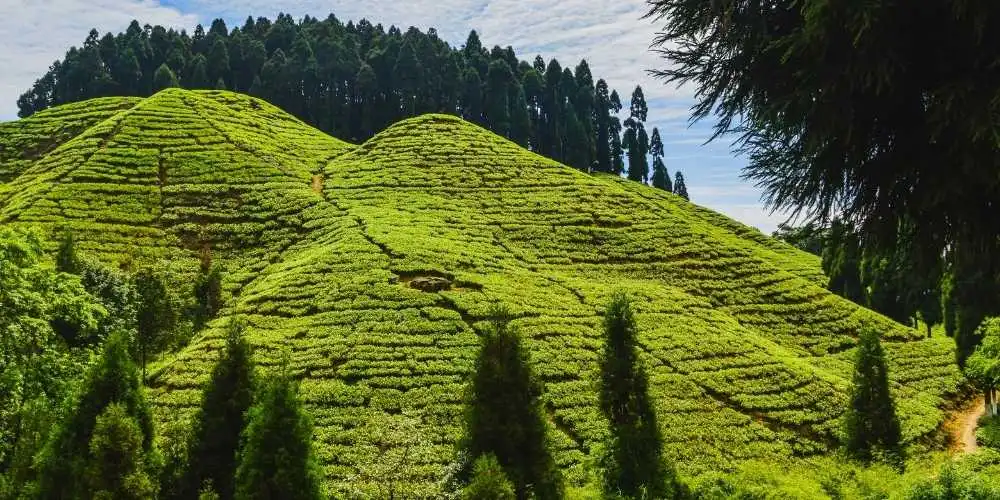 Tea Estate