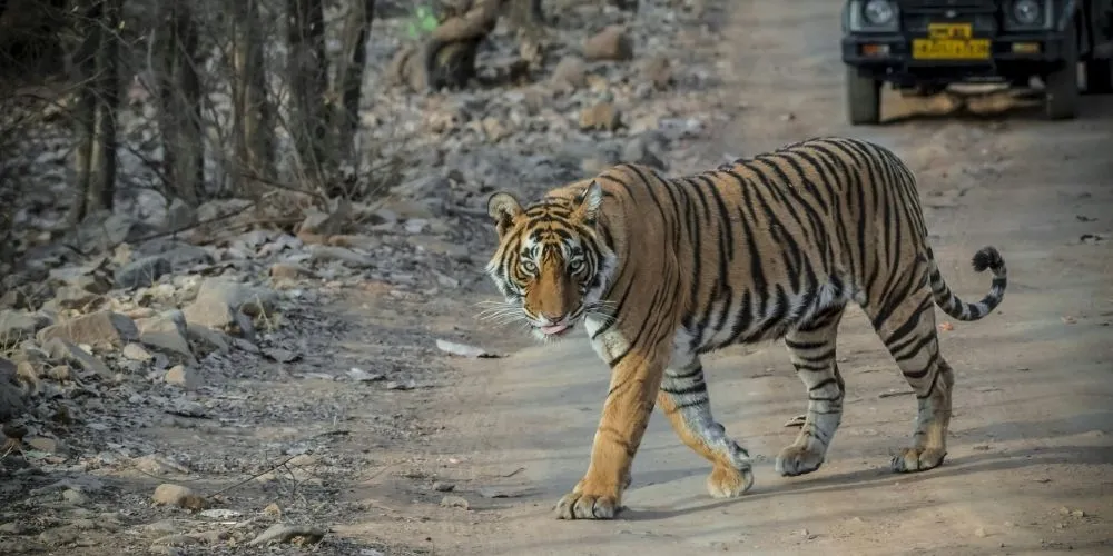 Ranthambore National Park