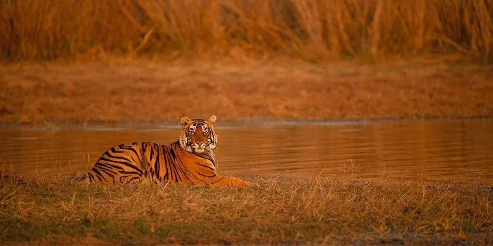 रणथंभौर नेशनल पार्क