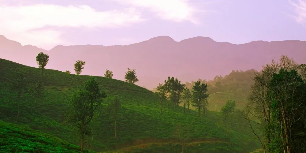 वायनाड