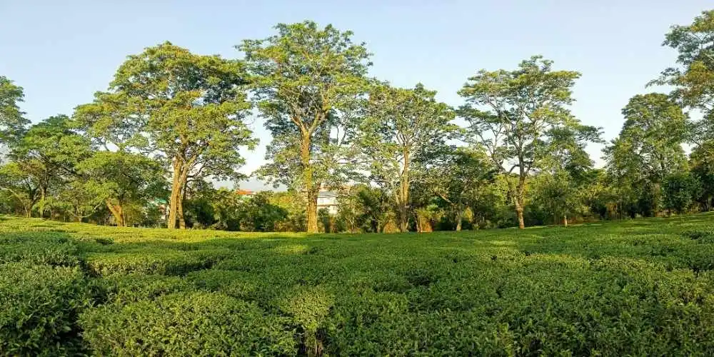 Palampur Tea Garden