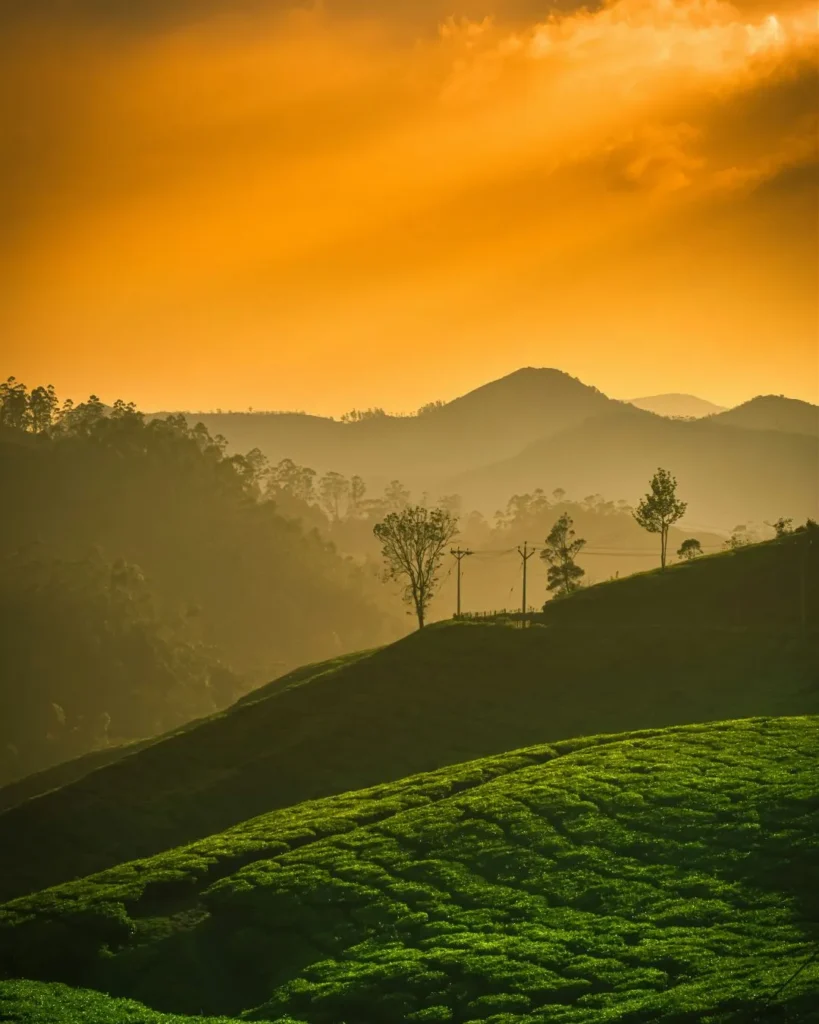 Munnar Tea Estate