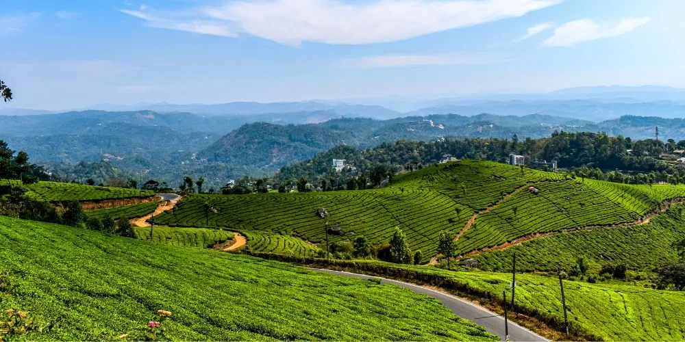 Munnar Tea Garden