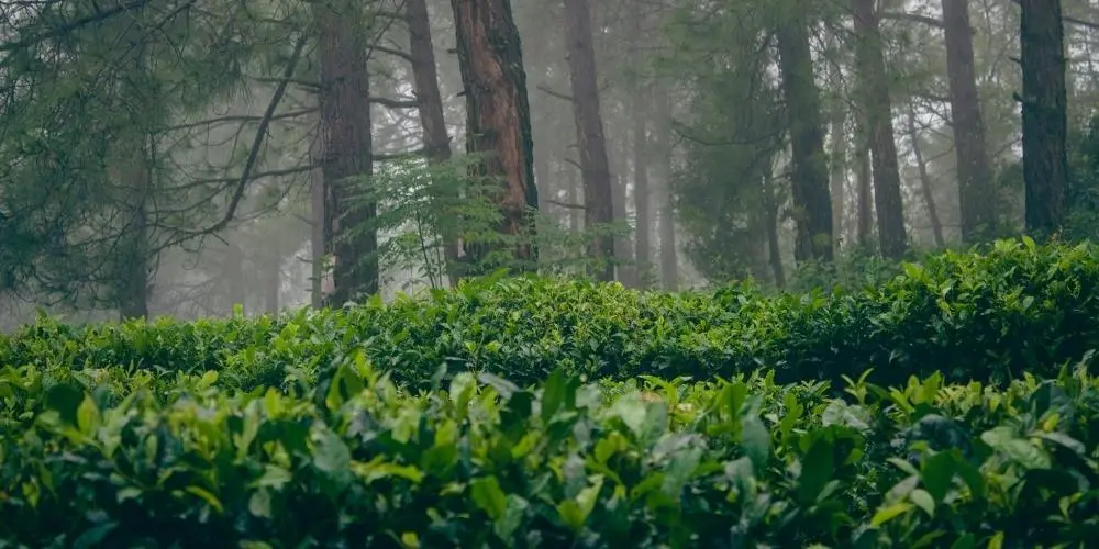 Kausani Tea Estate