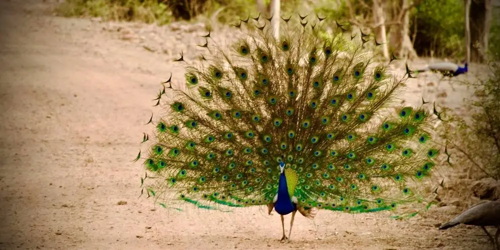 सरिस्का