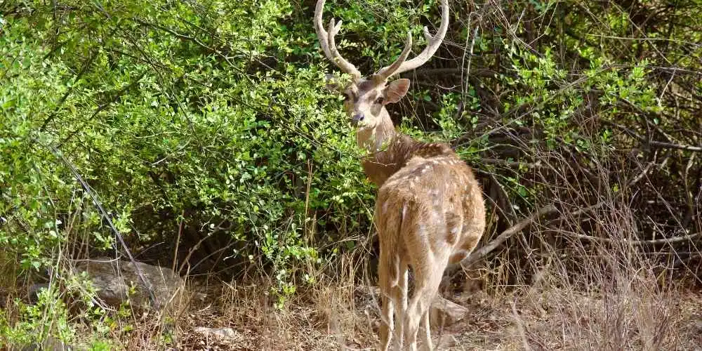 सरिस्का: टाइगर, ट्रेल्स और अरावली का जादू