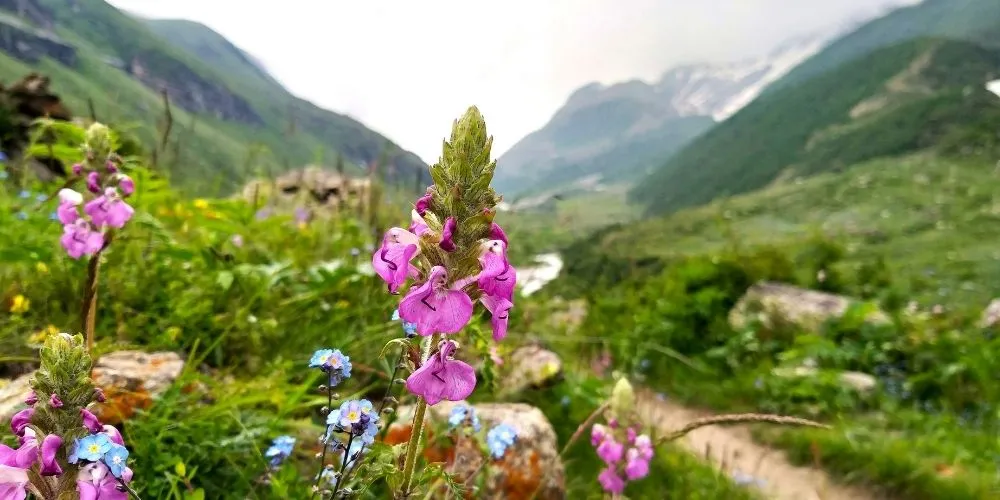 सुराल भटोरी: पांगी वैली का स्वर्ग