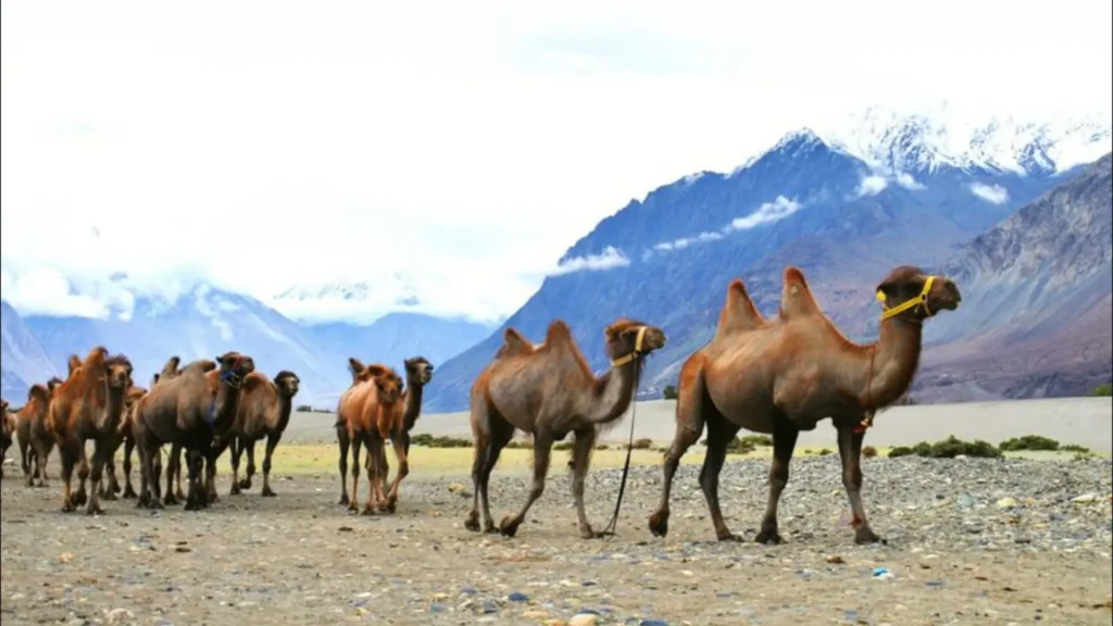 Bactrian Camel Safari (Nubra Valley)