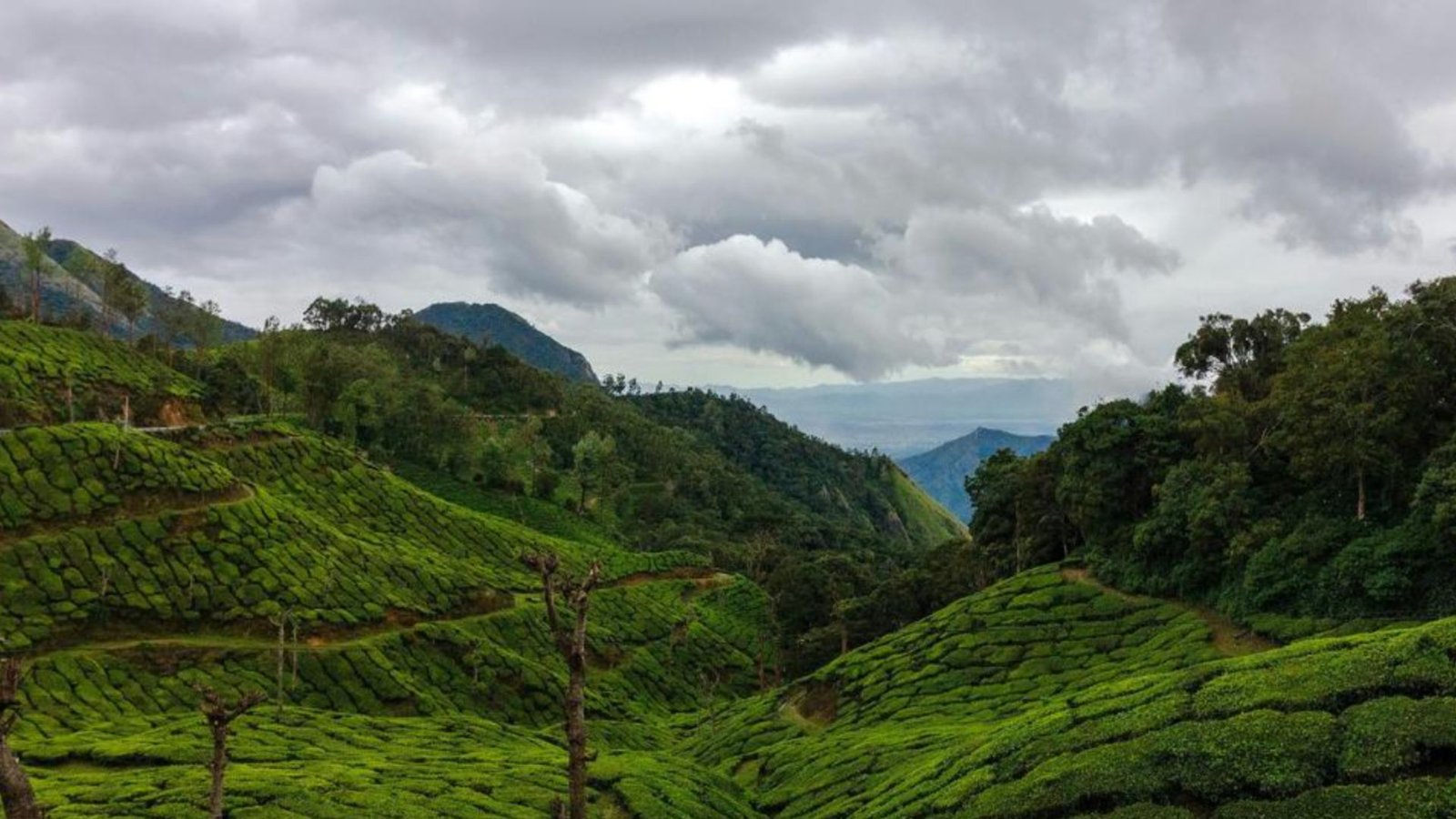 Munnar, Kerala