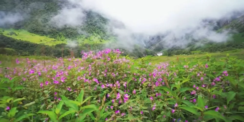Valley of Flowers Trek: The Complete Guide to India’s Most Famous Alpine Meadow