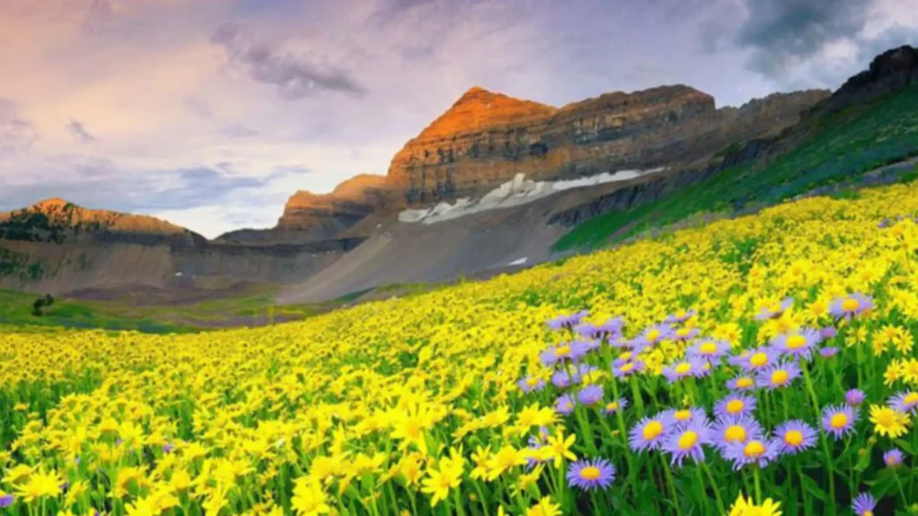 Valley of Flowers, Uttarakhand